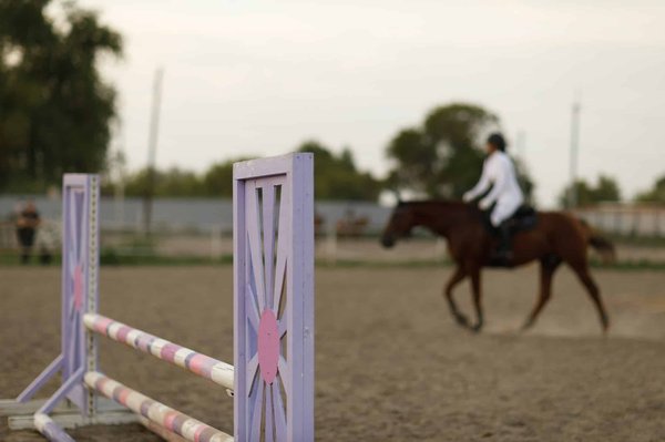 Wie trainiere ich einen Cockerspaniel für Gehorsamsprüfungen?